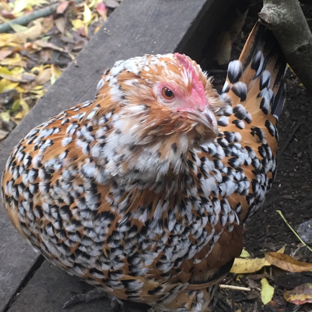Meet your Posher, Michelle